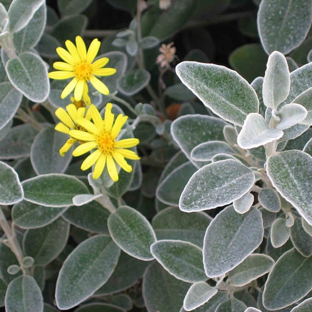 Brachyglottis 'Sunshine'