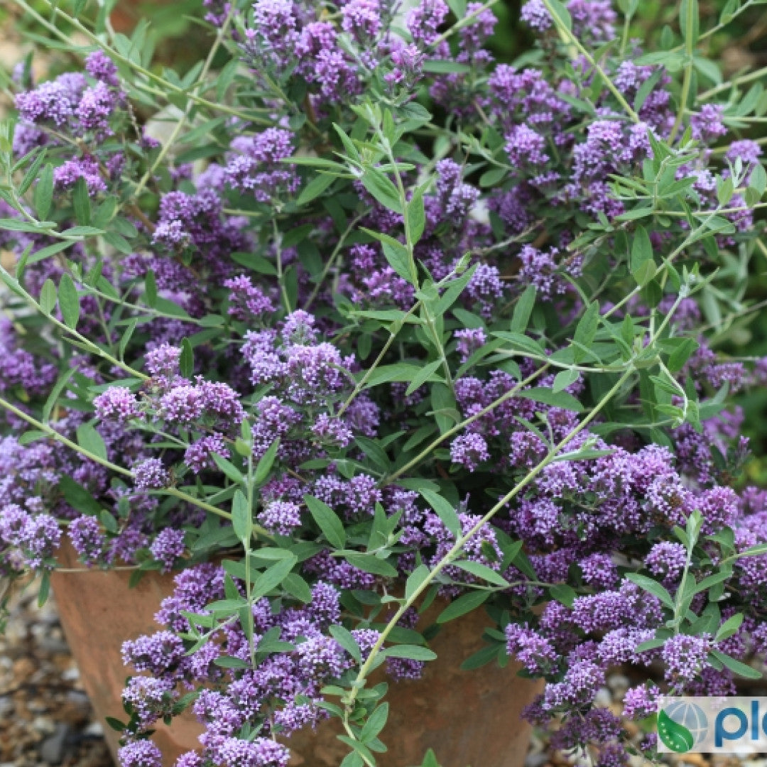 Buddleja alternifolia 'Unique'