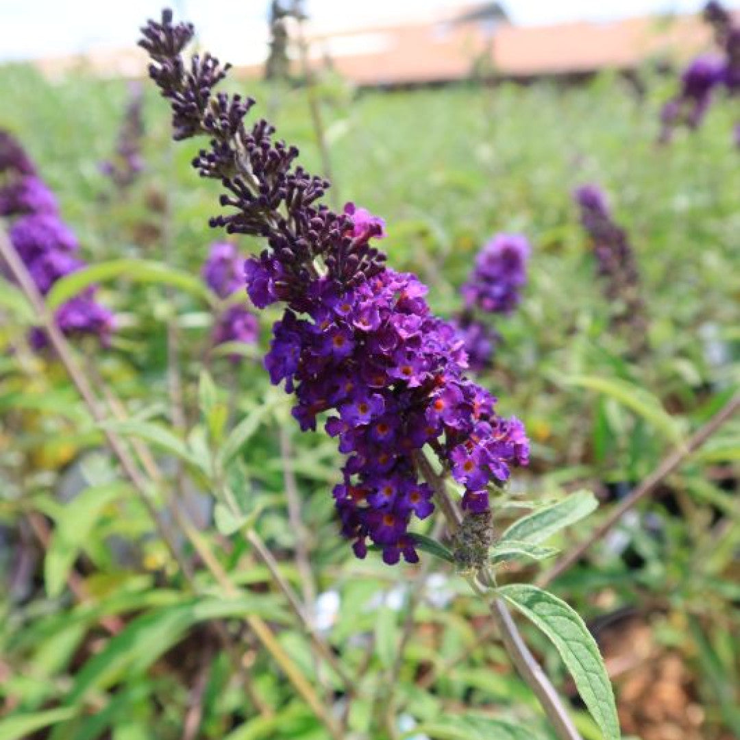 Buddleja davidii 'Black Knight'