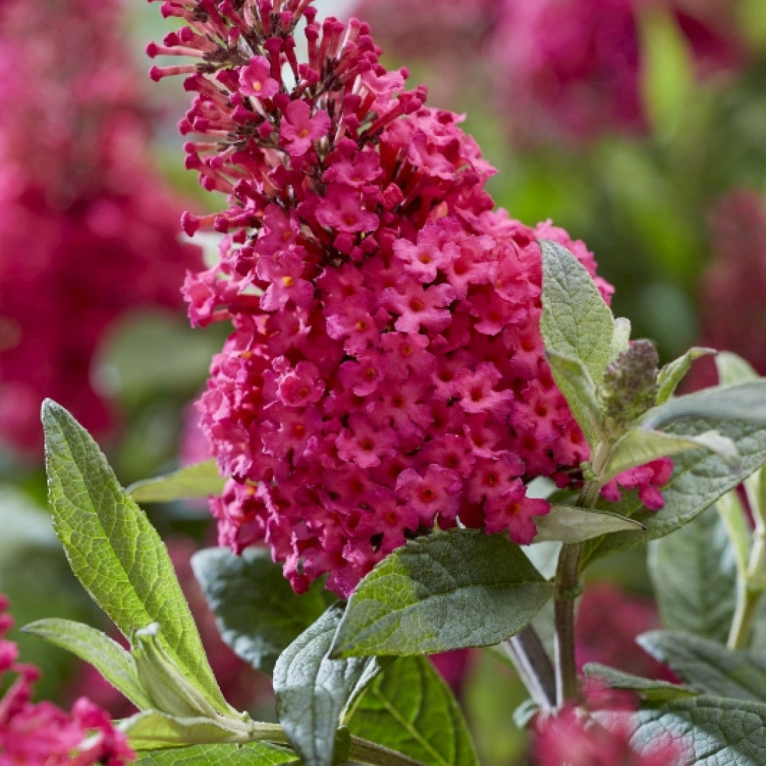 Buddleja davidii Butterfly Candy Little Ruby ®