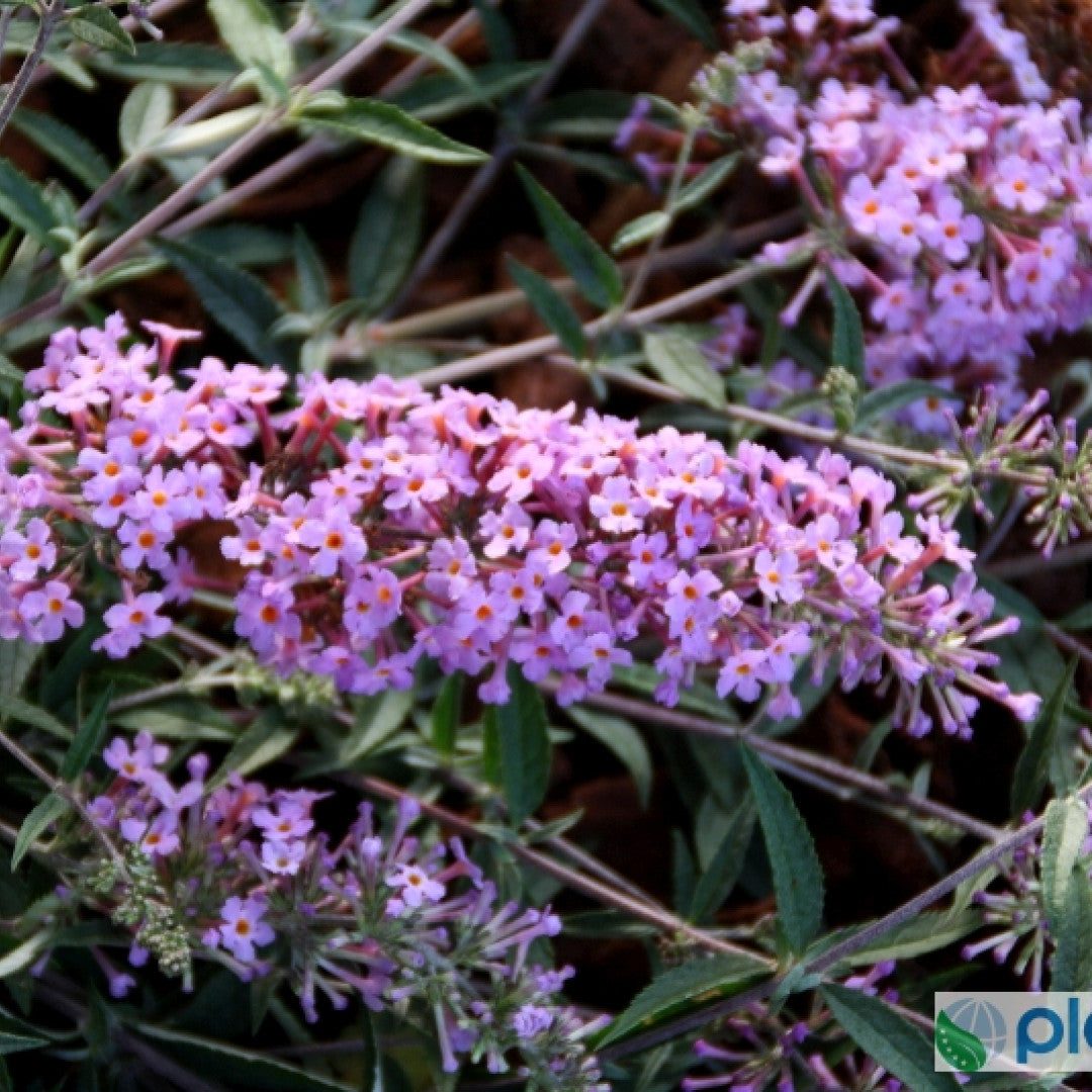 Buddleja davidii 'Free Petite Lavender' ®