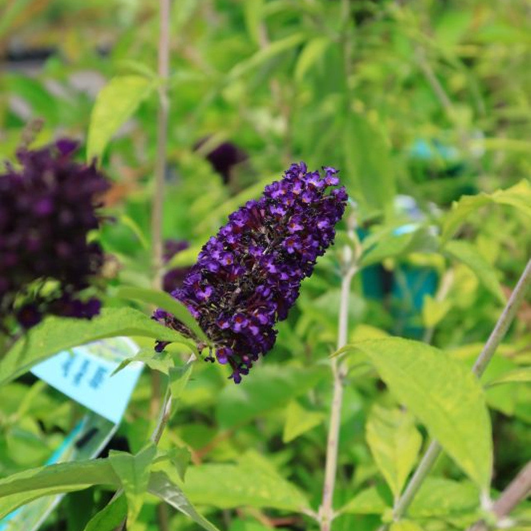 Buddleja davidii 'Magda's Gold Knight'