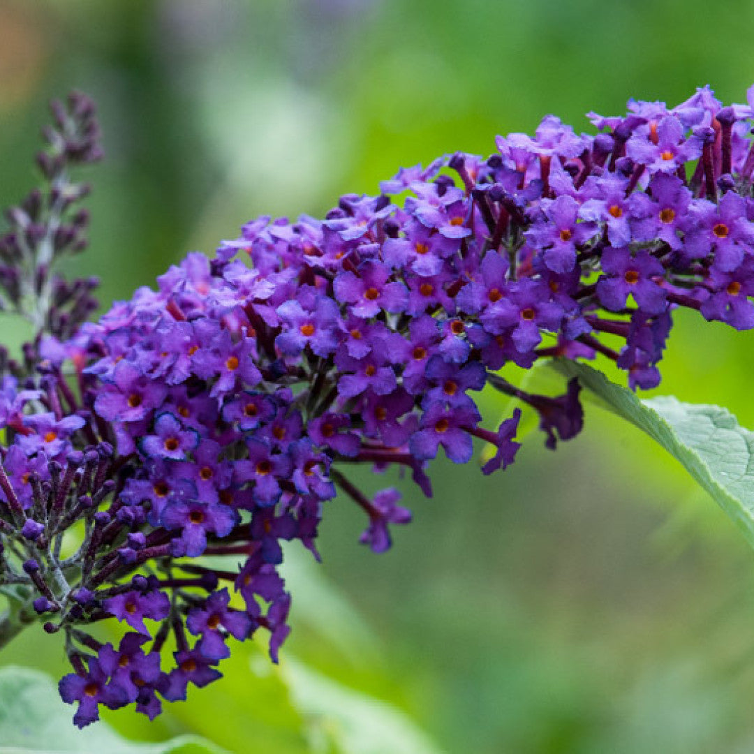Buddleja davidii 'Nanho Purple'