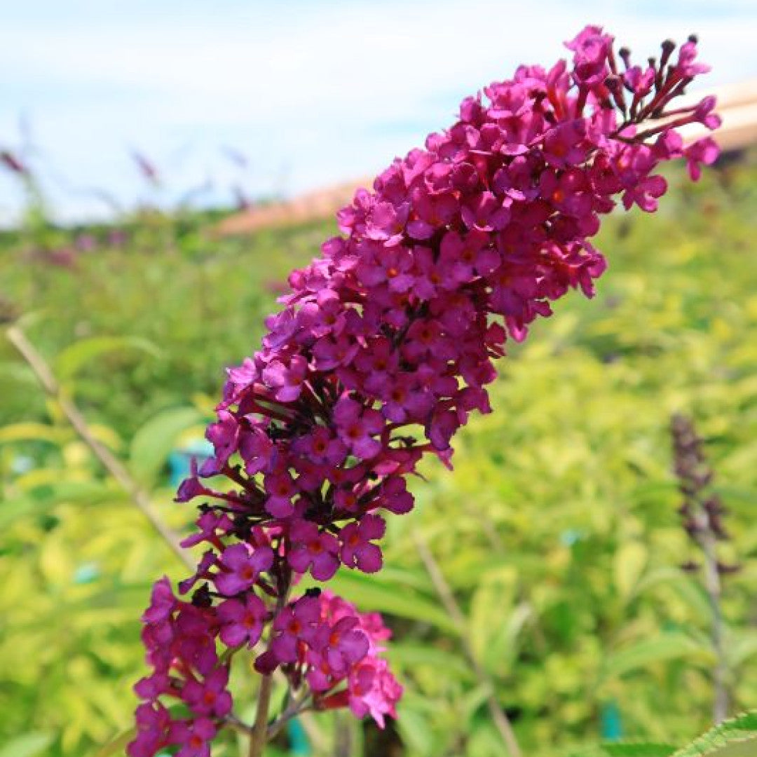 Buddleja davidii 'Royal Red'