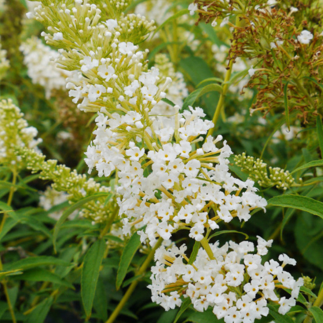 Buddleja davidii 'White Profusion'