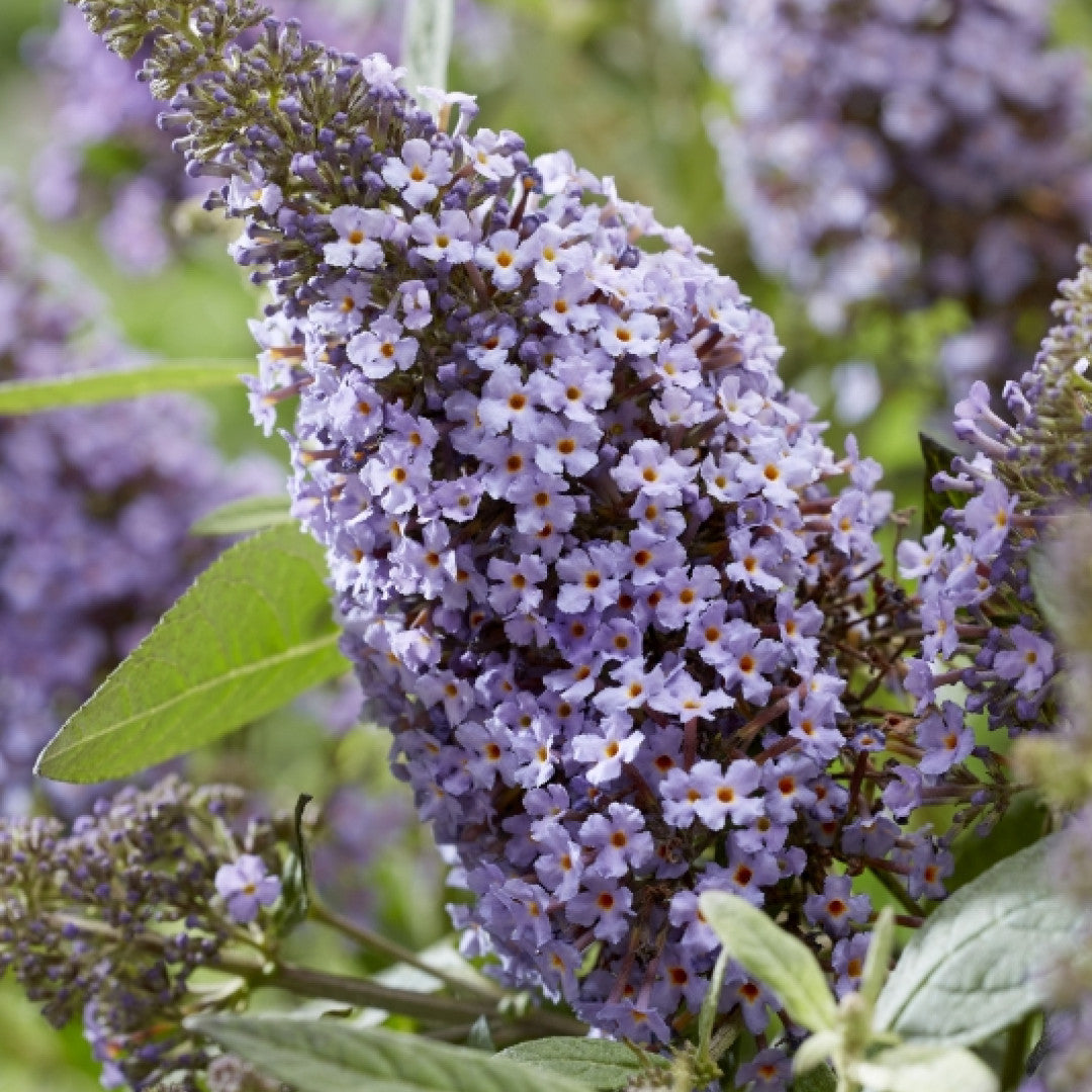Buddleja davidii Butterfly Candy Lila Sweetheart ®