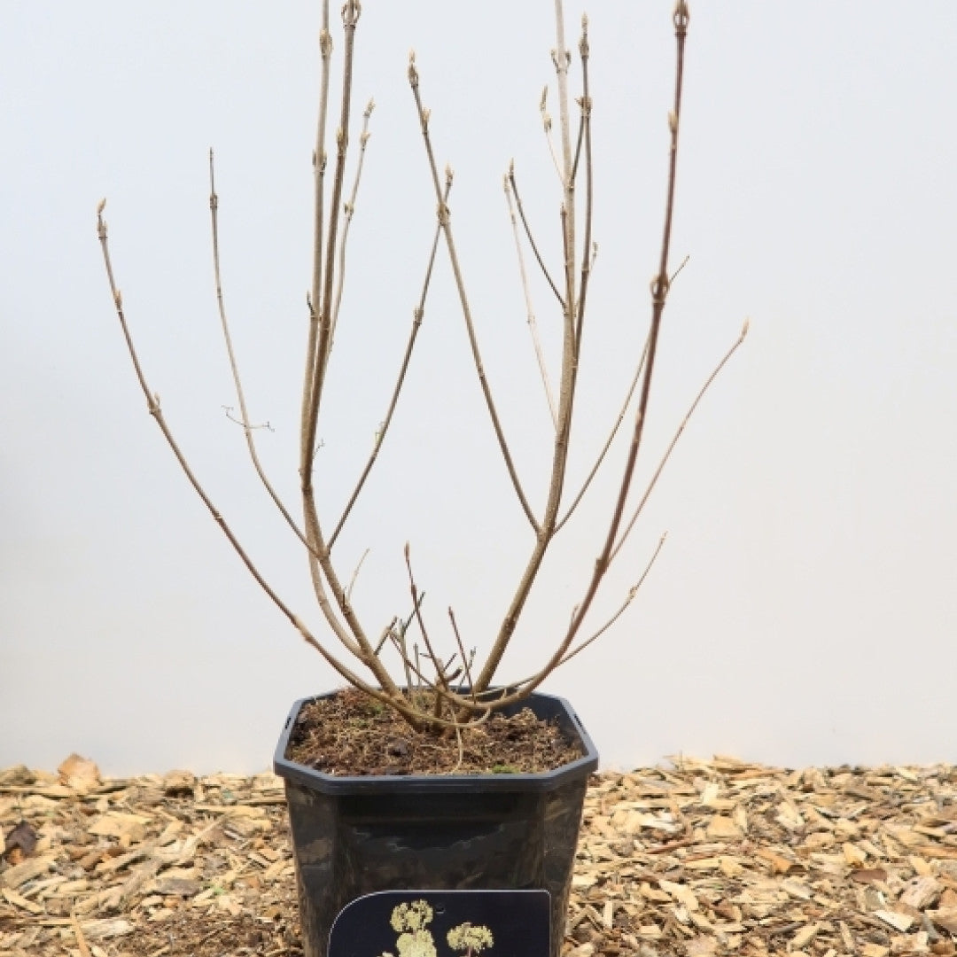 Callicarpa bodinieri 'Magical® Snowqueen'