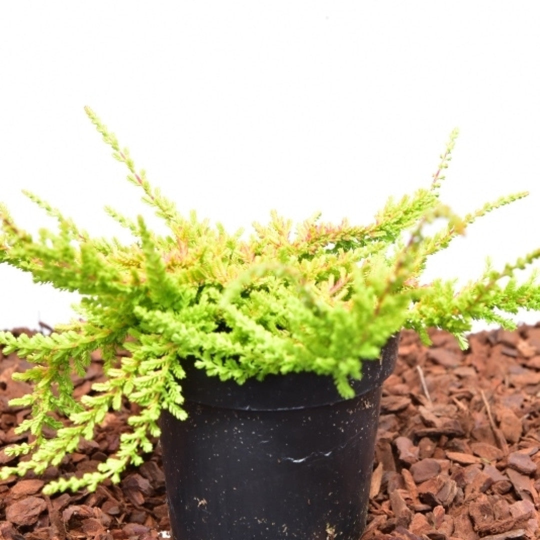 Calluna vulgaris in soorten