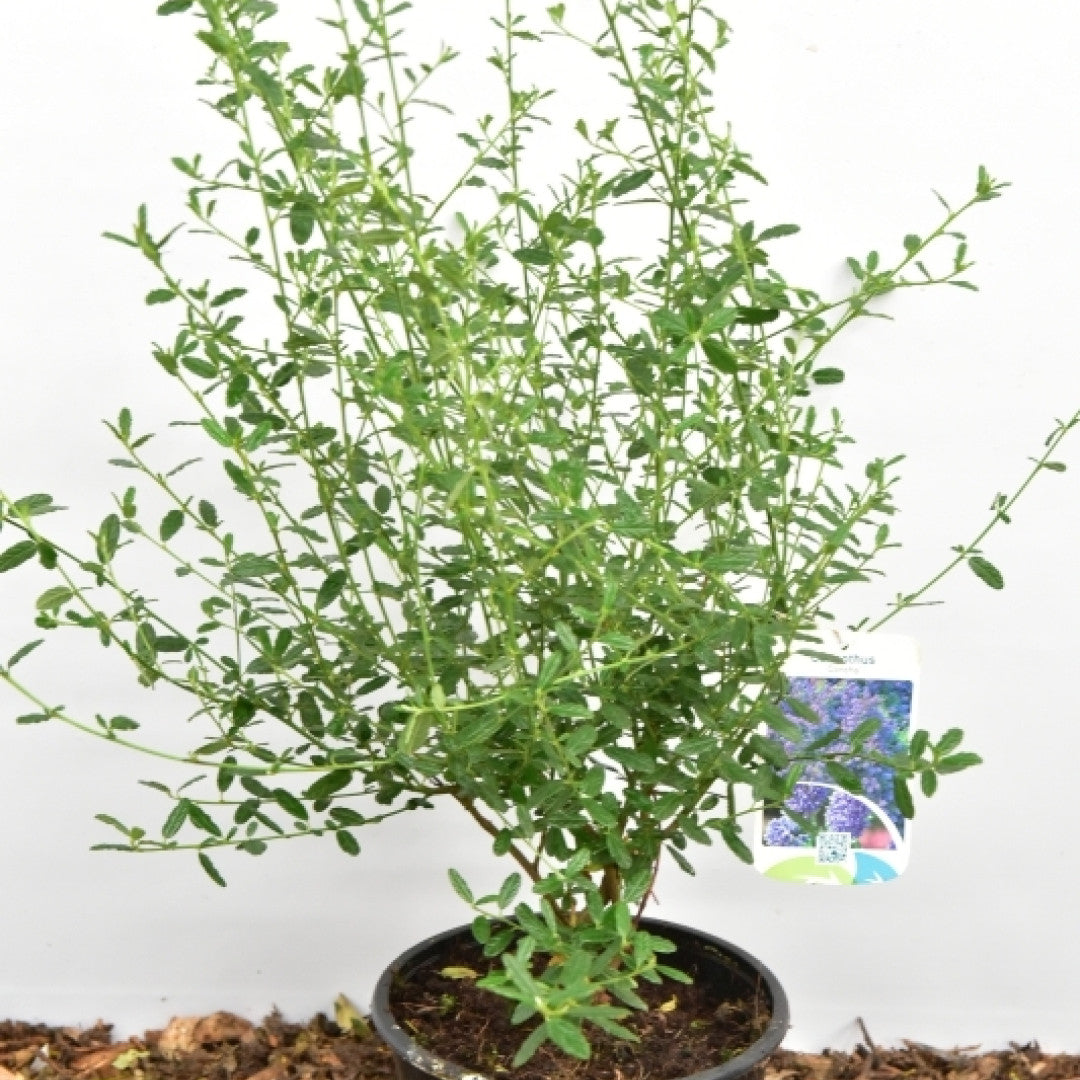 Ceanothus 'Concha'