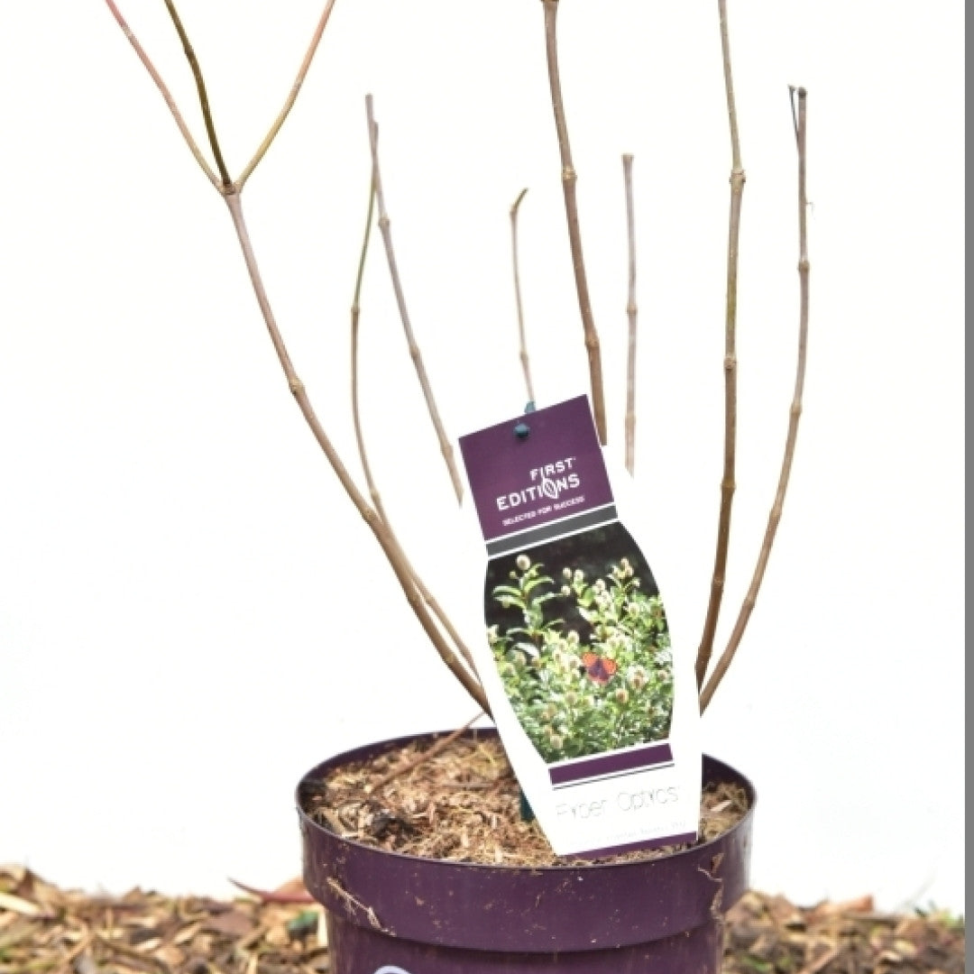 Cephalanthus occidentalis 'Fire Optics'®