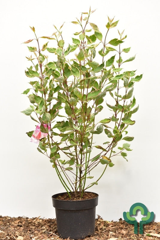 Cornus alba Miracle