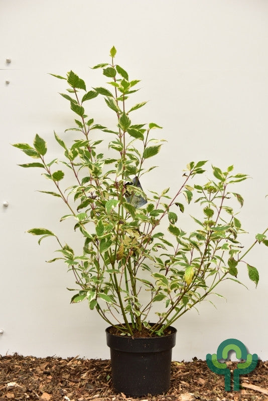 Cornus alba 'Sibirica Variegata'