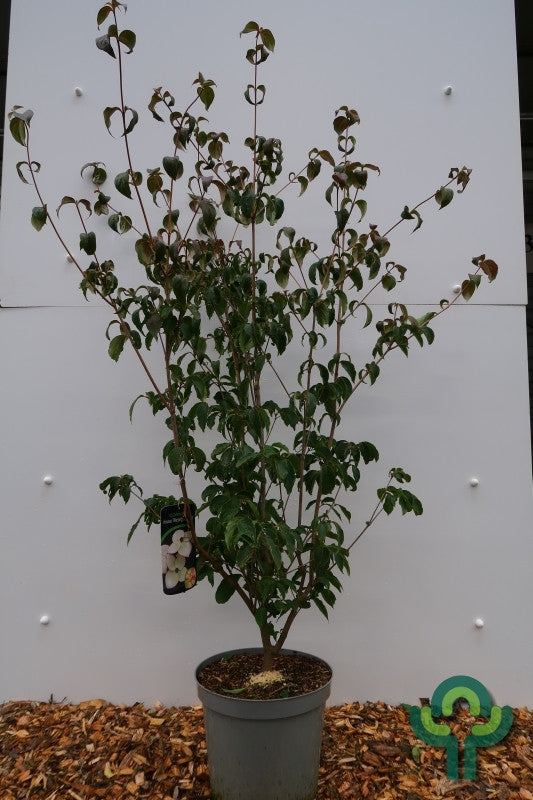 Cornus kousa 'Wieting's Select'