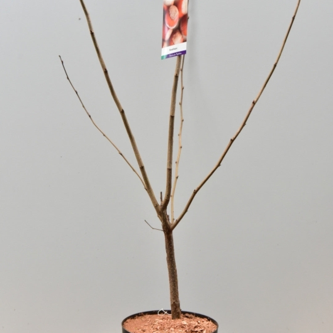Hazelaar (Corylus maxima) 'Wunder aus Bollweiler'