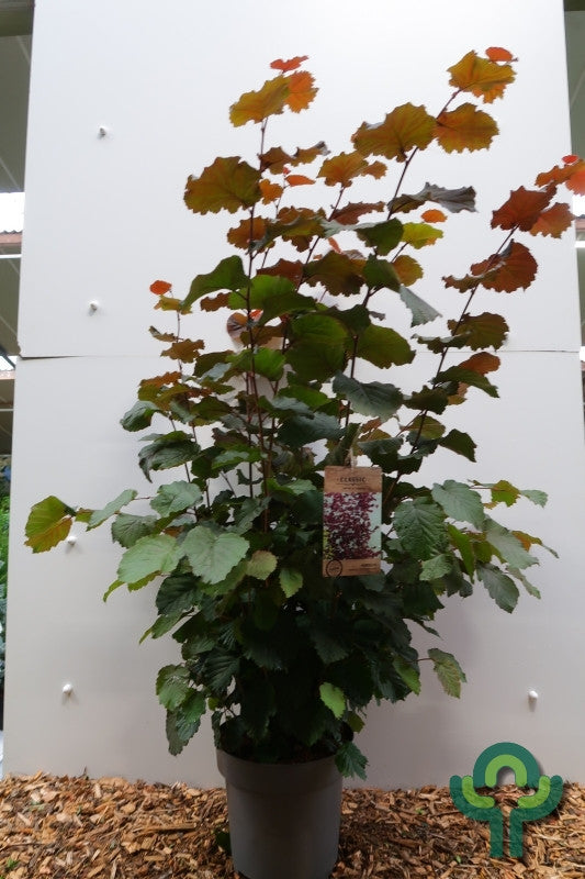 Corylus 'Rode Zellernoot'