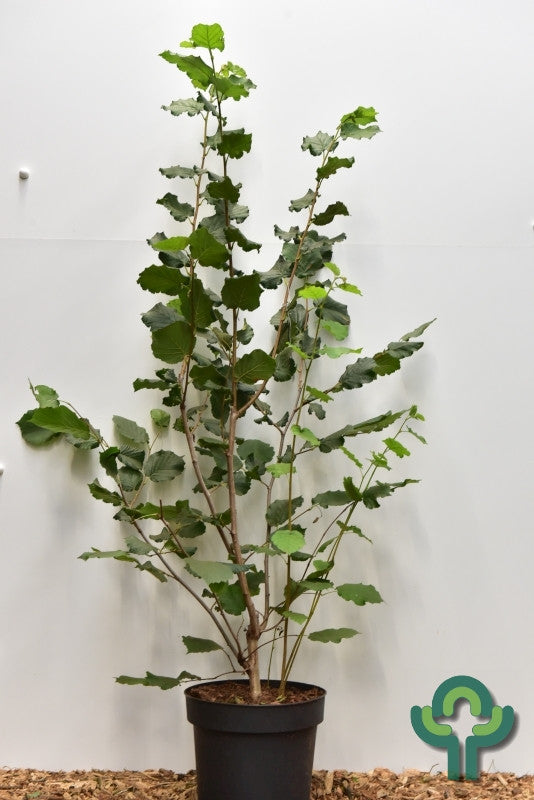 Hazelaar (Corylus) 'Webb's Prize Cob'