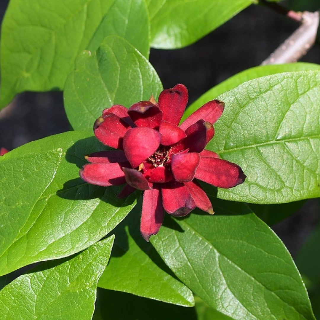 Calycanthus floridus