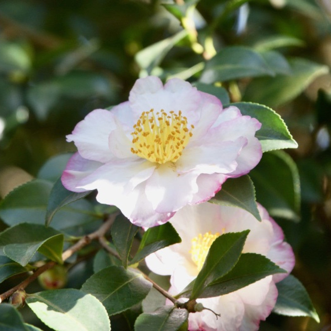 Camellia sasanqua in soorten / kleuren