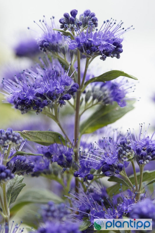 Caryopteris clandonensis Grand Bleu ®