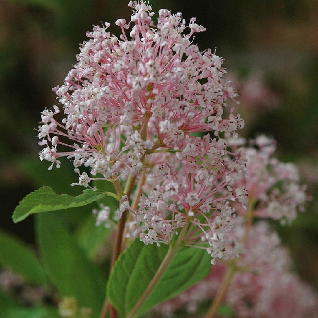 Ceanothus pallidus 'Marie Simon'