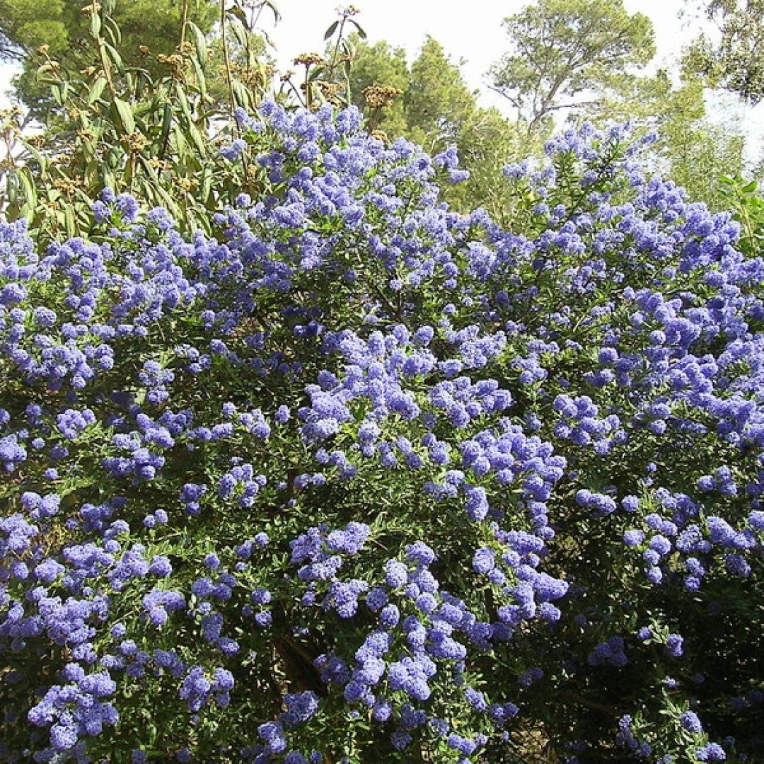 Ceanothus thyrsiflorus repens