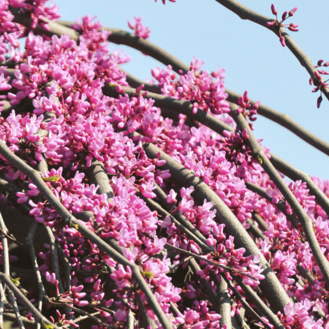 Cercis canadensis Lavender Twist