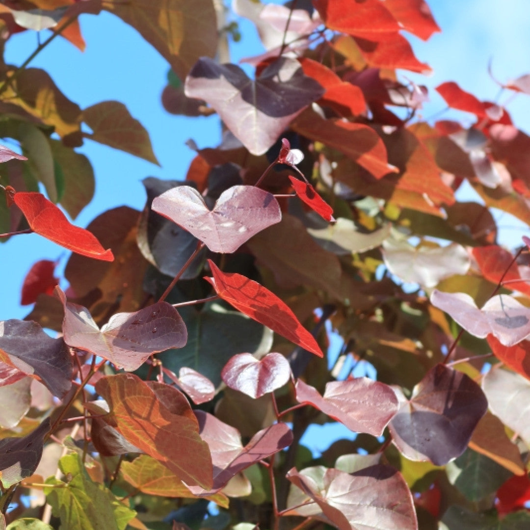 Cercis canadensis 'Merlot'