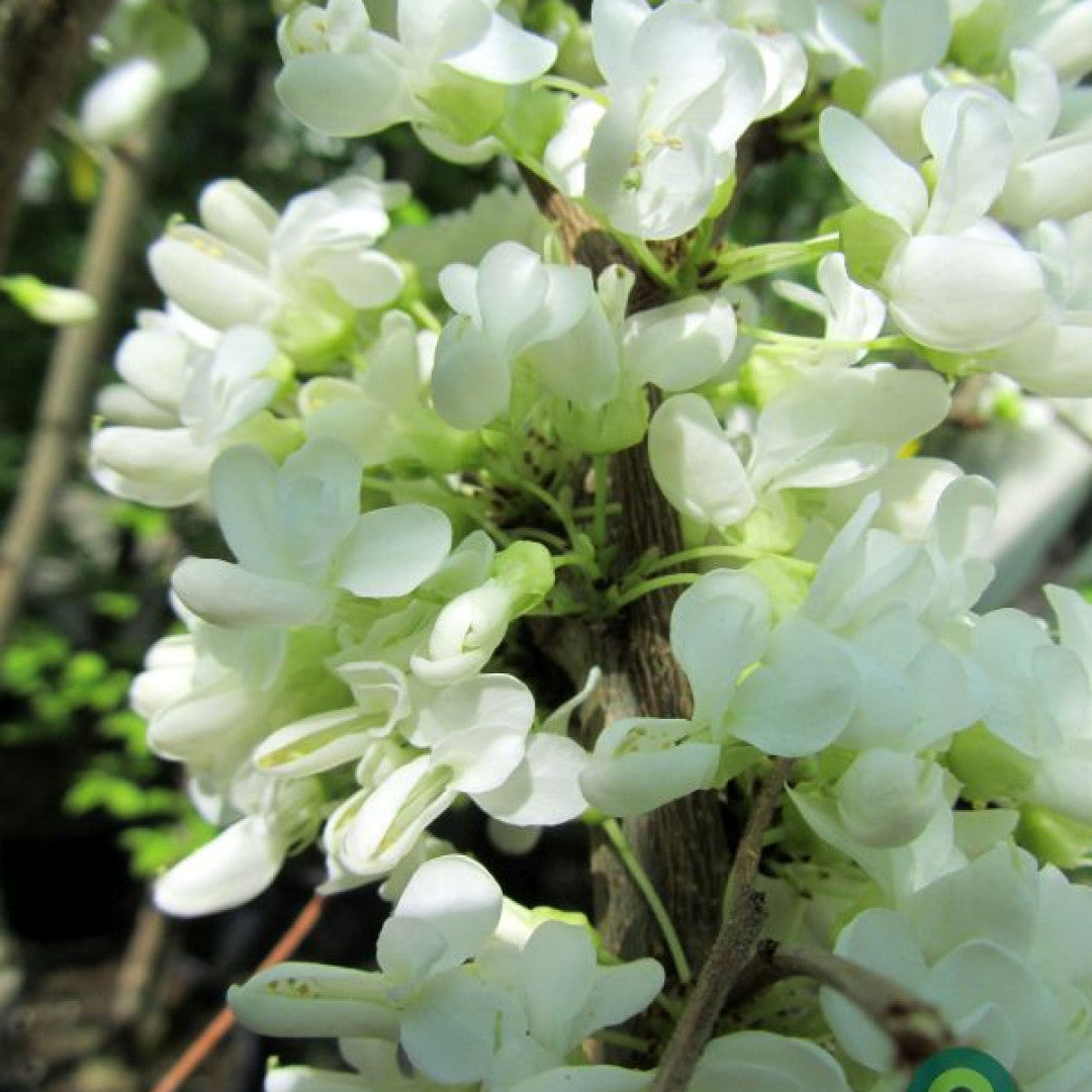 Cercis chinensis 'Shirobana'