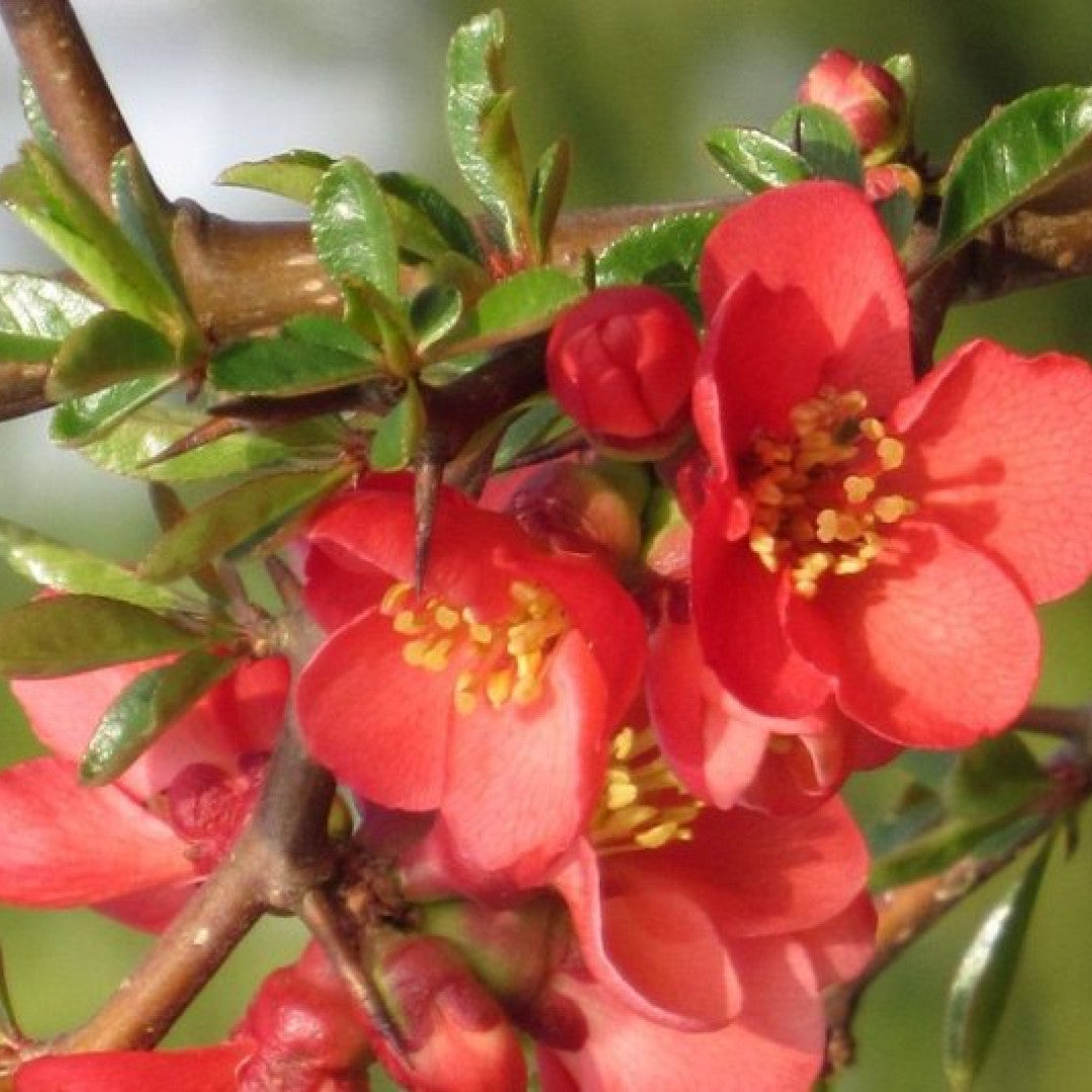 Chaenomeles japonica 'Sargentii'