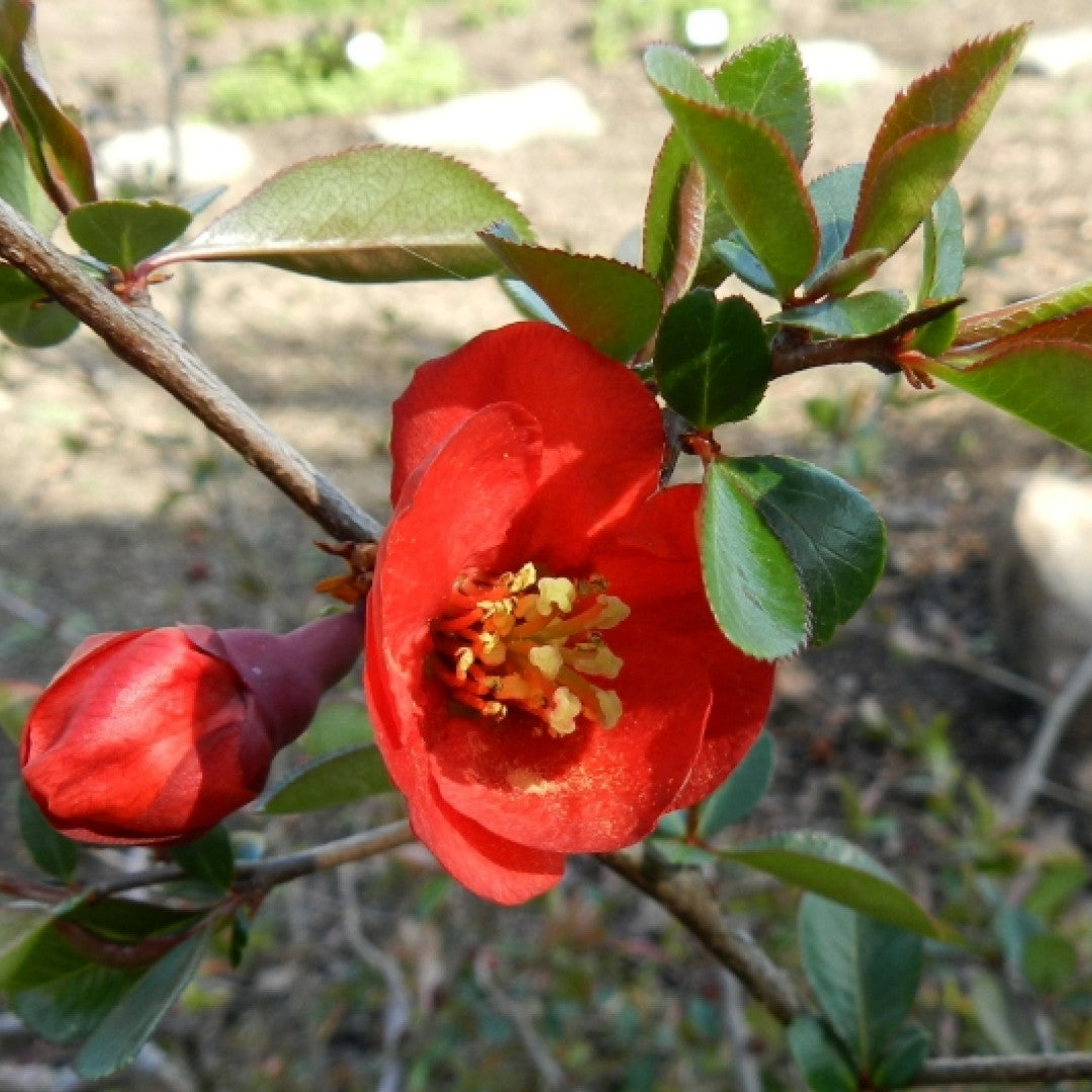 Chaenomeles superba 'Fire Dance'