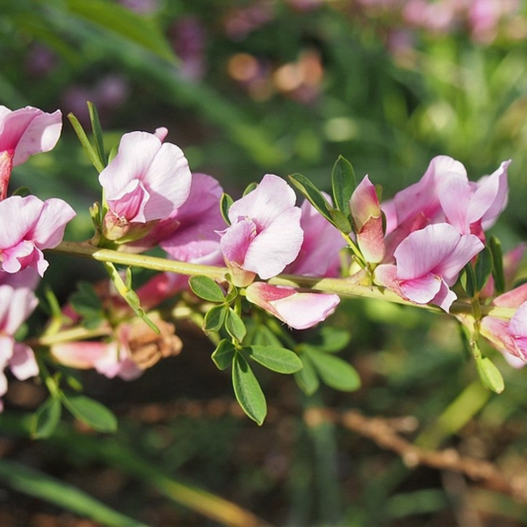 Chamaecytisus purpureus