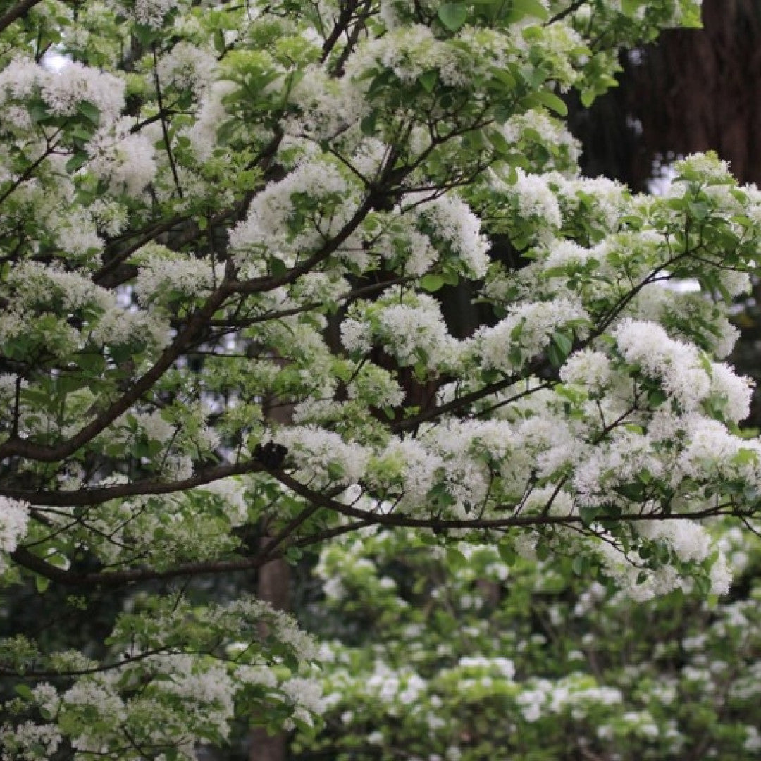 Chionanthus retusus