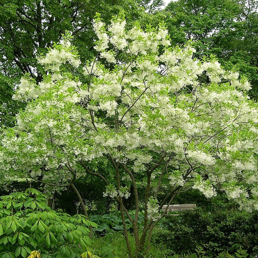 Chionanthus virginicus