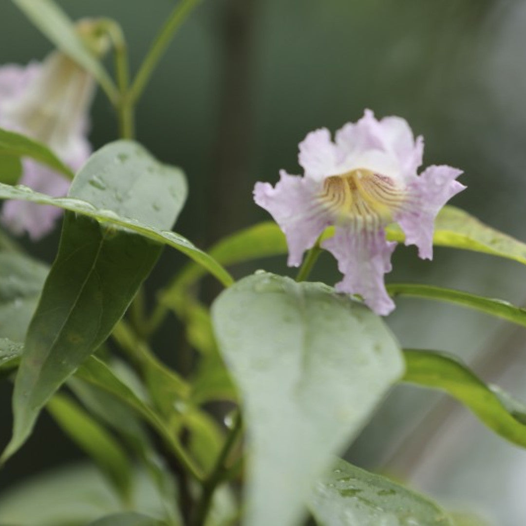 Chitalpa tashkentensis Summer Bells