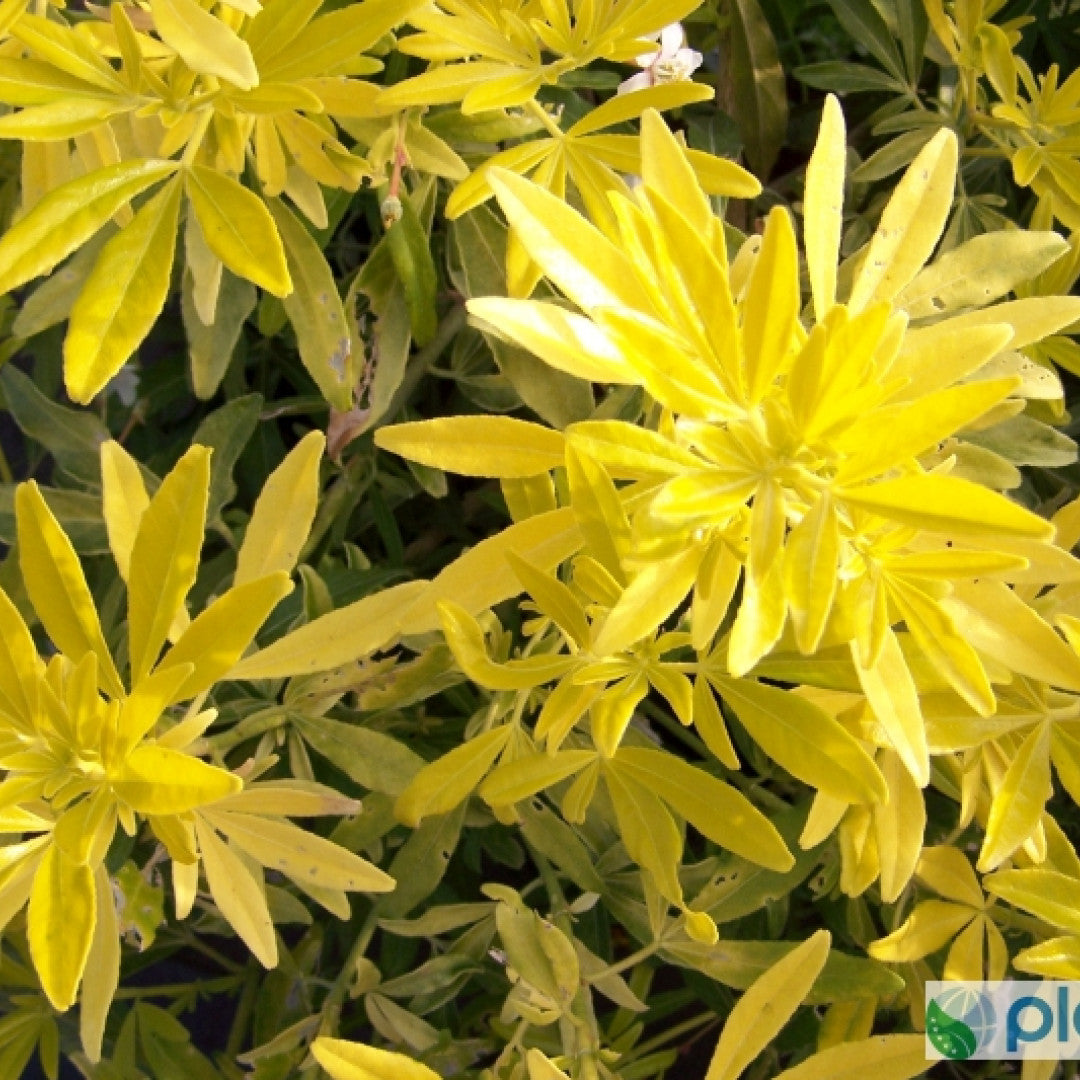 Choisya 'Goldfingers'