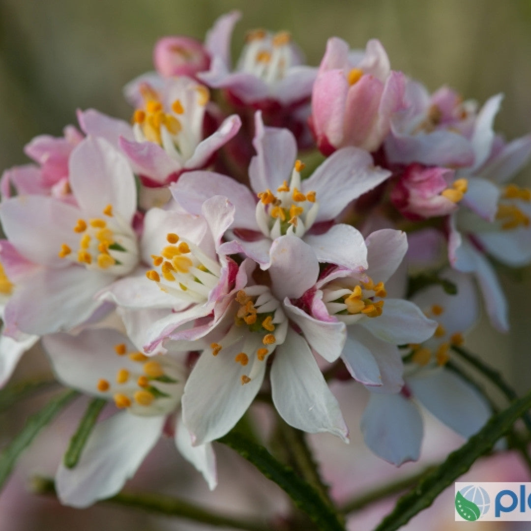 Choisya ternata Apple Blossom