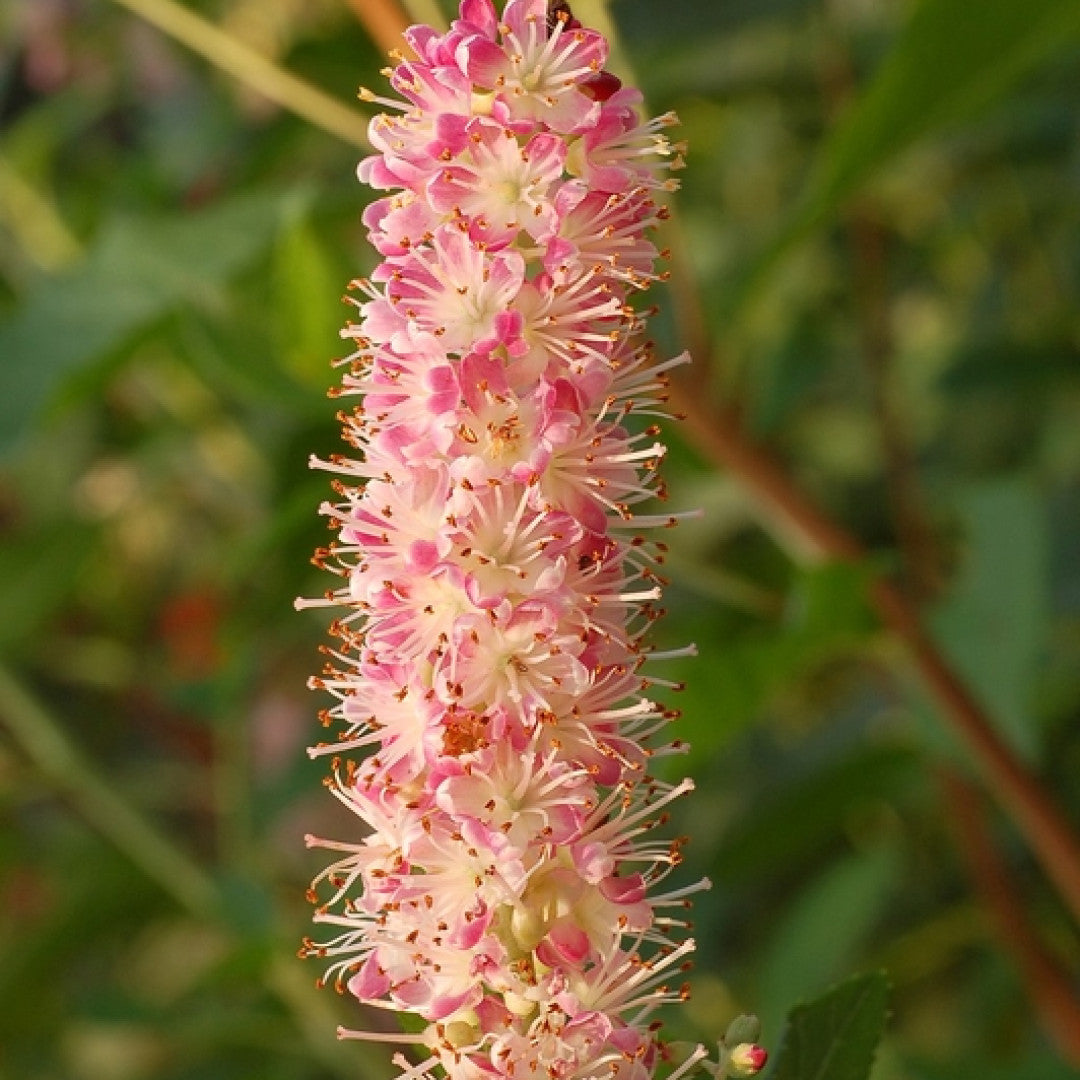 Clethra alnifolia 'Ruby Spice'
