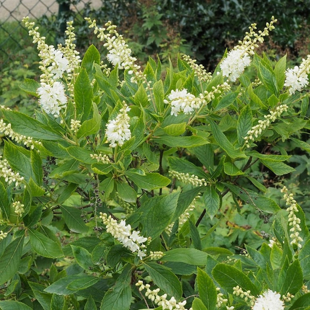 Clethra alnifolia