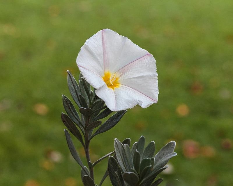 Convolvulus cneorum