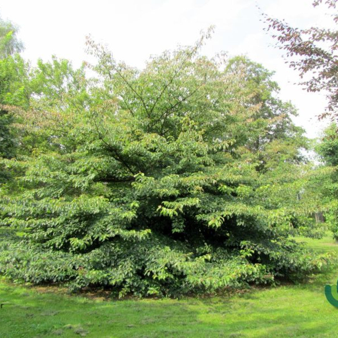 Cornus alternifolia