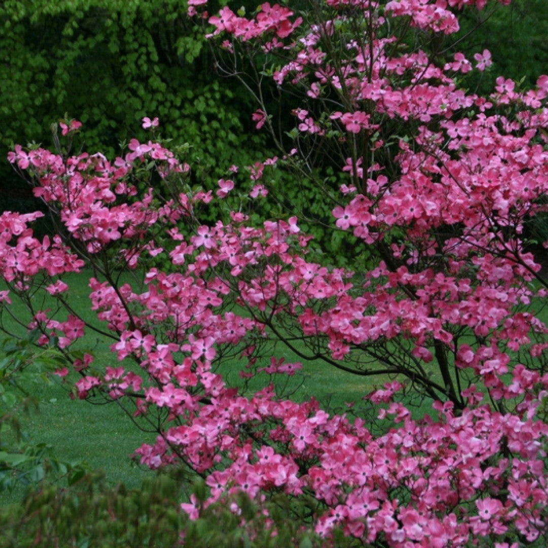Cornus florida 'Cherokee Chief'