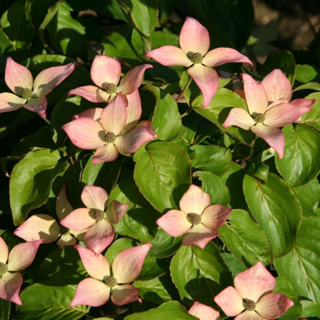 Cornus kousa 'Satomi'