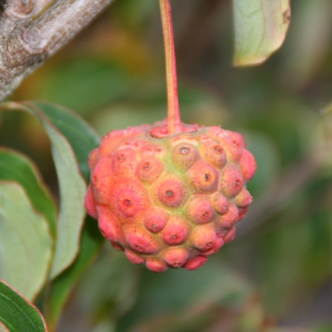 Cornus kousa 'Schmetterling'