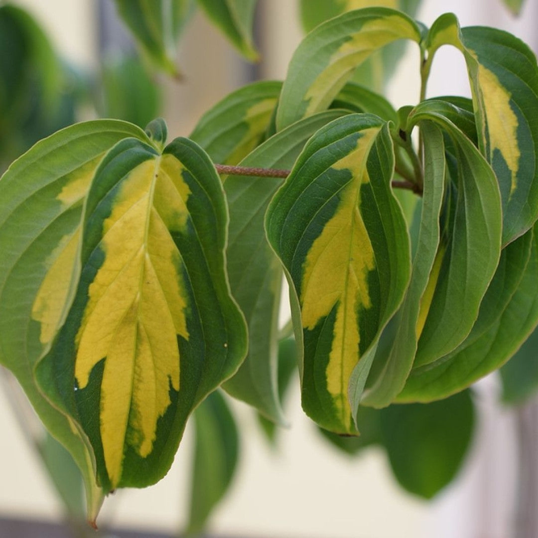 Cornus kousa 'Gold Star'