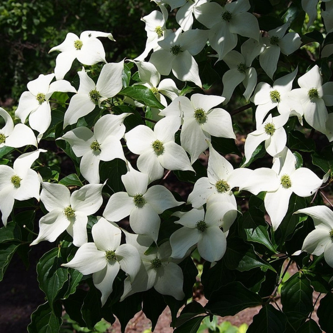 Cornus kousa