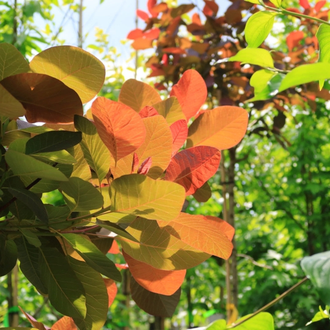 Cotinus 'Grace'