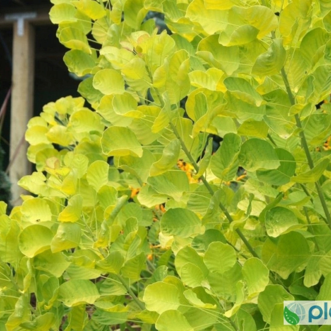 Cotinus coggygria Golden Spirit ®