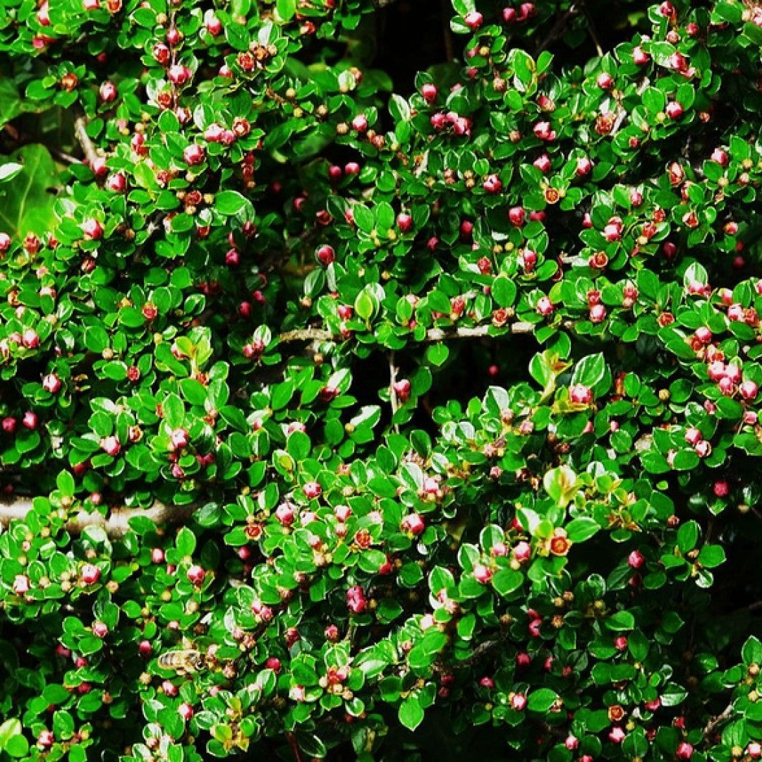 Cotoneaster horizontalis