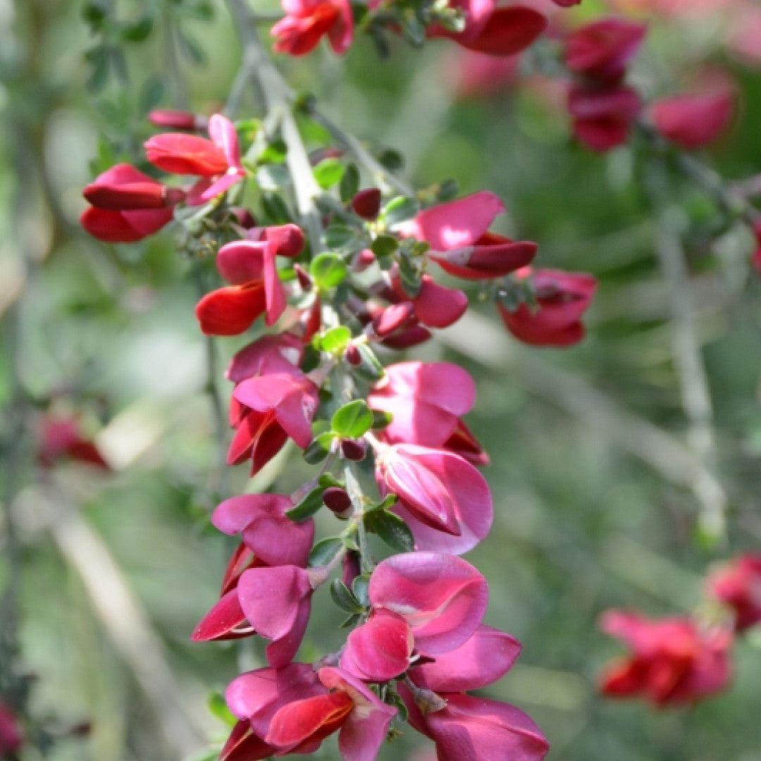 Cytisus 'Boskoop Ruby'