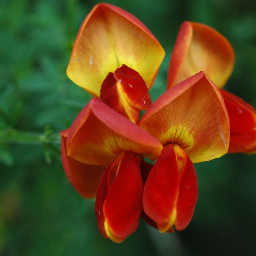 Cytisus 'Roter Favorit'